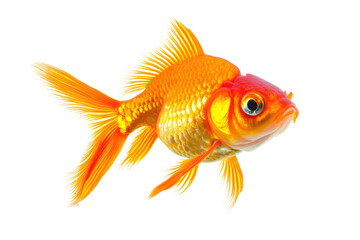 Oranda goldfish isolated on transparent or white background, png
