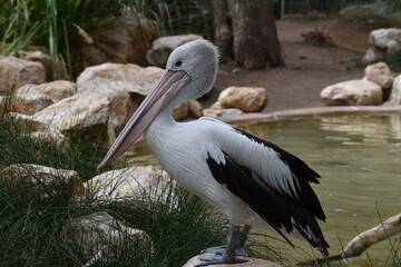 Pélican, Adélaîde, Australie