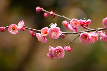 Close-up of blooming plum blossoms, delicate petals, natural beauty, soft focus background, symbol of resilience and hope.