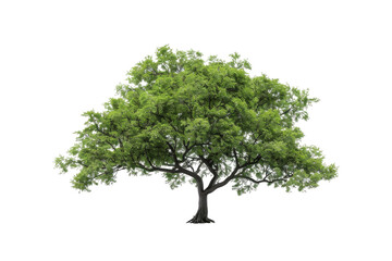 Obraz premium Flourishing Tree of Life: A vibrant, verdant tree, its leaves forming a lush canopy, stands as a symbol of nature's enduring vitality, and growth.
