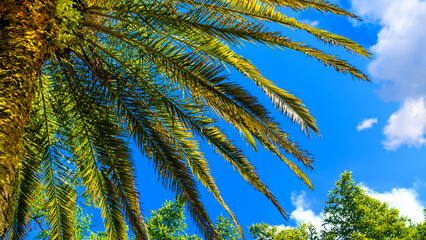 Obraz premium Palm branches in selective focus against a background of blue cloudy sky.Coastal tropical landscape.Concept of trip to travel, vacation and relax.
