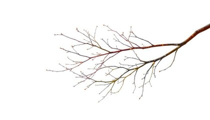 Fototapeta premium Delicate, bare branches isolated on pure white background, cold, graphic