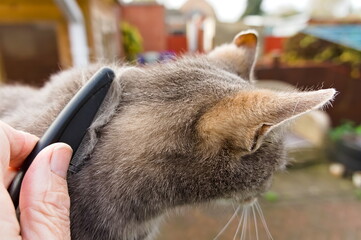 hand combing a cat outside