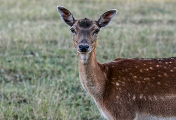 Biche