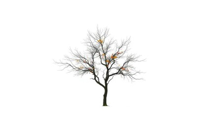 Fototapeta premium Lone deciduous tree, stark branches against pure white, artwork, horizontal