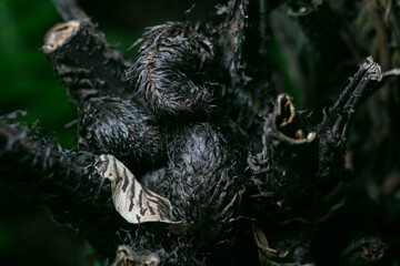 Prolific false spleenwort-Deparia acrostichoides