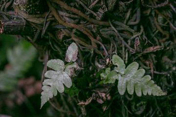 Fototapeta premium Prolific false spleenwort-Deparia acrostichoides