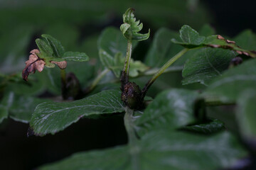 Prolific false spleenwort-Deparia acrostichoides