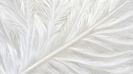 Closeup White Feather Texture Background Image