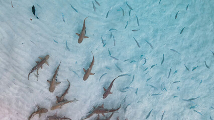 aerial view of baby blacktip reef sharks swimming in the crystal-clear shallow waters of Raja...