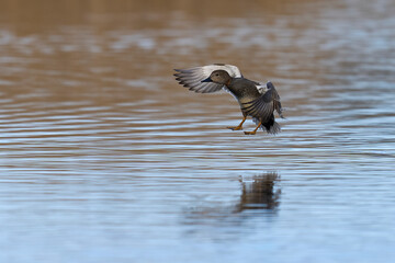 Gadwall (Anas strepera) coming in to land on a lagoon on the Somerset Levels in Somerset, United Kingdom.  