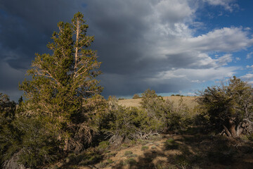 Dark skies over the ancient bristlecone forest, home to the oldest trees on Earth.