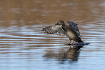 Gadwall (Anas strepera) coming in to land on a lagoon on the Somerset Levels in Somerset, United Kingdom.  