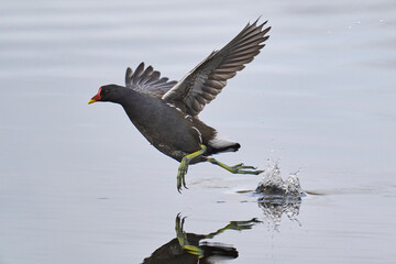 Moorhen (Gallinula chloropus) racing across the water on the Somerset Levels to escape a rival in Somerset, United Kingdom. 