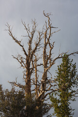 Trees at the ancient bristlecone forest, home to the oldest trees on Earth.