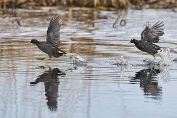 Moorhen (Gallinula chloropus) racing across the water on the Somerset Levels to escape a rival in Somerset, United Kingdom. 