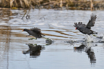 Moorhen (Gallinula chloropus) racing across the water on the Somerset Levels to escape a rival in Somerset, United Kingdom. 