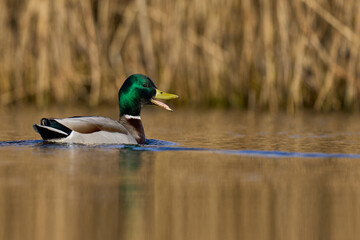 Male Mallard Duck (Anas platyrhynchos) swimming on a lagoon on the Somerset Levels in Somerset, United Kingdom.