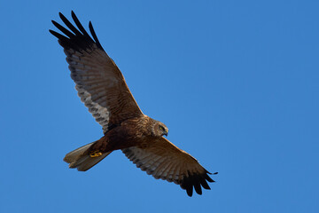 Marsh Harrier (Circus aeruginosus) hunting over a reedbed in the Somerset Levels in the United Kingdom
