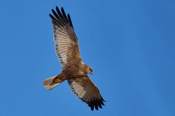 Marsh Harrier (Circus aeruginosus) hunting over a reedbed in the Somerset Levels in the United Kingdom