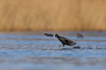 Eurasian coot (Fulica atra) running across the water to escape a rival on the Somerset Levels in Somerset, England, United Kingdom.  