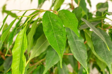 Ficus benjamina in a clay pot.