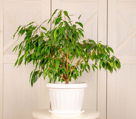 Ficus benjamina in a clay pot, isolated on a wooden surface background.