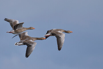 Group of Greylag Geese (Anser Anser) flying over the Somerset Levels in Somerset, United Kingdom. 