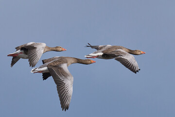 Group of Greylag Geese (Anser Anser) flying over the Somerset Levels in Somerset, United Kingdom. 