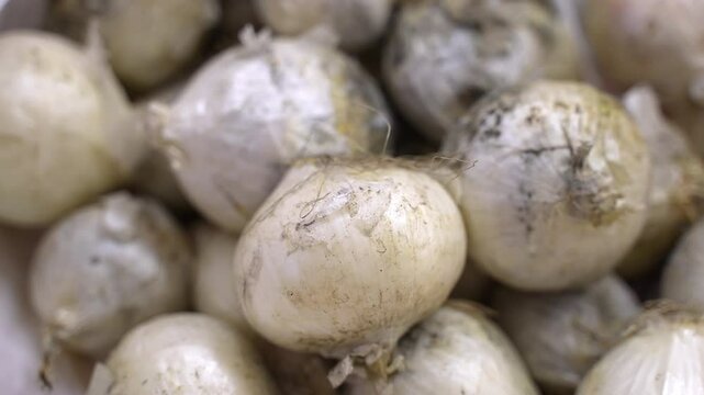 Black ugly spots on white onion being fungal spores leading to mold formation on vegetables surface, heap of stale onions with mildew on the ground, organic waste for compost pit served for better