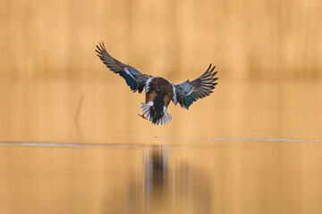 Male Shoveler (Anas clypeata) landing on the water of a lagoon on Somerset Levels in Somerset, United Kingdom.    