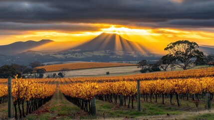 Obraz premium Golden Rays Illuminate Vineyard Rows with Morning Dew Glistening