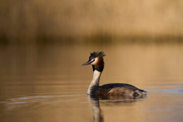 Great Crested Grebe (Podiceps cristatus) swimming on a lake in the Somerset Levels, Somerset, United Kingdom.