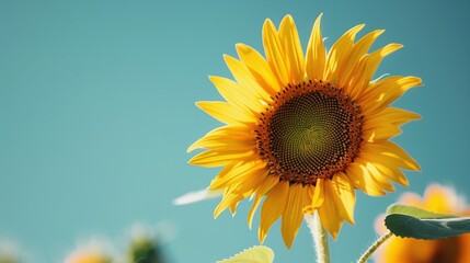 Fototapeta premium A close-up of a sunflower with a clear blue sky background with