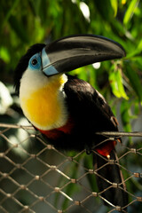 White-breasted toucan, tropical bird in Green Planet park, Dubai