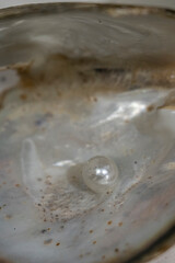 Mother of pearl shell close up
