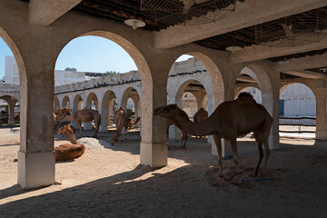 Camel market with animals