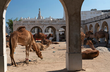 Camel market in Doha, Qatar