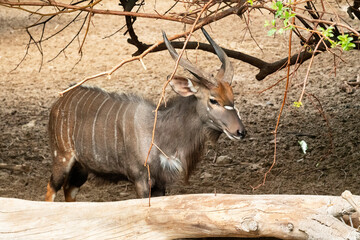 Antelope animal in safari park
