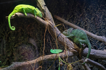 Green chameleon animals on the tree