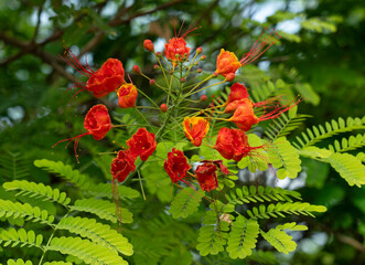 red exotic flowers on the tree