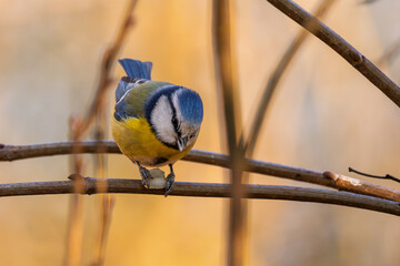 Blaumeise mit beim Sonnenuntergang im Frühling auf einem Ast / Vogel