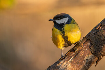 Kohlmeise mit beim Sonnenuntergang im Frühling auf einem Ast / Vogel