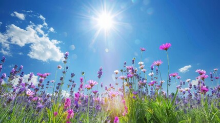 Fototapeta premium A field of blooming lavender under a clear blue sky with