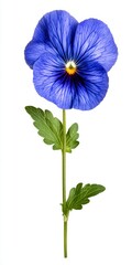 Vibrant Blue Pansy Flower Close Up on White Background
