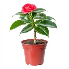 Fototapeta premium Vibrant Red Camellia in Brown Pot Against White Background