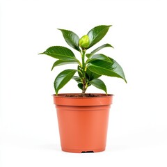 Young Camellia Plant in Terracotta Pot Against White Background