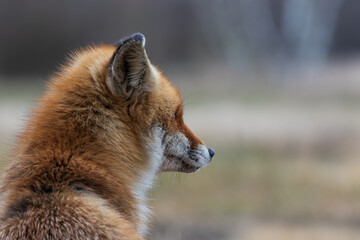 A fox sitting close looking at something in the distance