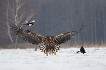 A large eagle over a meadow in winter scenery