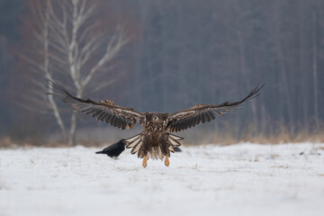 A white-tailed eagle with spread wings landing on a winter meadow